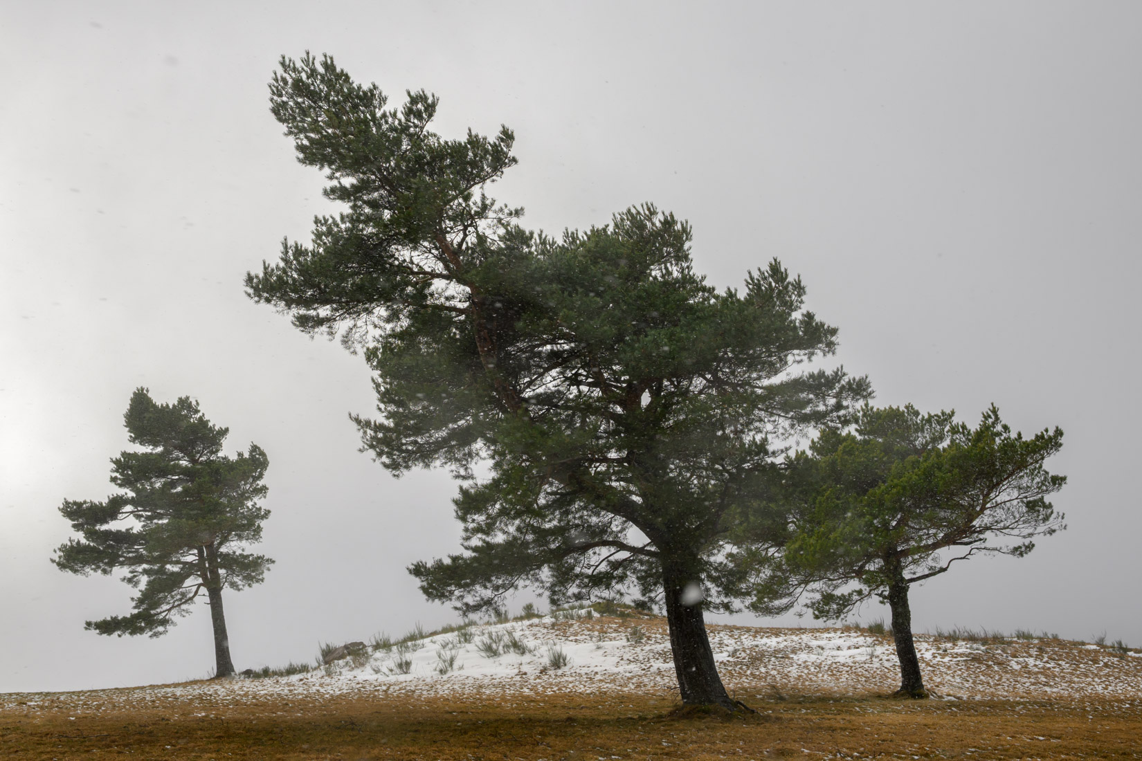 Arbres dans la tempête | Auvergne - 2024