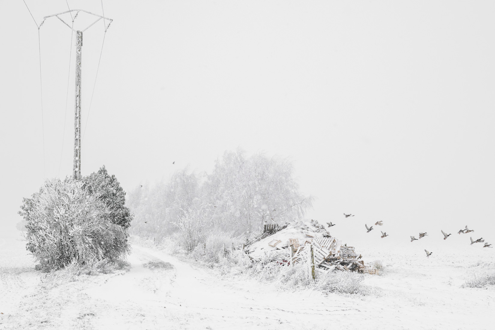 Envolée de canards | Aubray - 2026