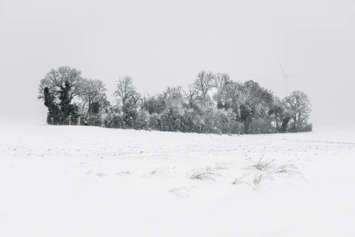 Le bosquet