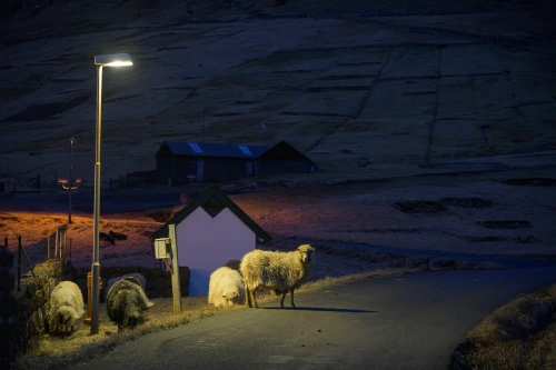 Moutons des îles